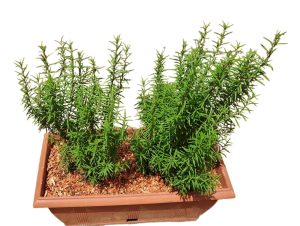 Jardineira de Alecrim Jardineira de Alecrim