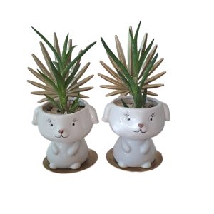 Aranjo decorativo Aranjo decorativo