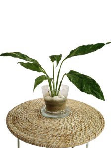 Arranjo decorativo Arranjo decorativo