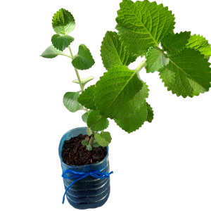 hortelã de folha grossa hortelã de folha grossa