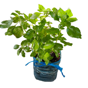 Manjericão Manjericão